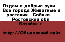 Отдам в добрые руки  - Все города Животные и растения » Собаки   . Ростовская обл.,Батайск г.